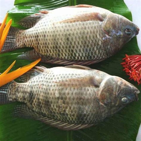 are sea best frozen tilapia raised in china